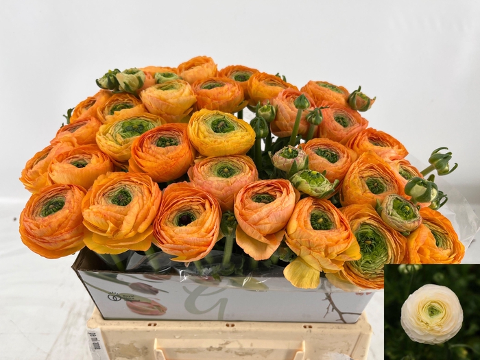 <h4>RANUNCULUS OV</h4>