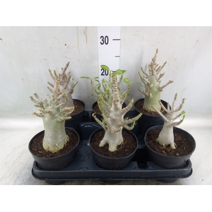 Adenium NB 'Ansu Baobab'