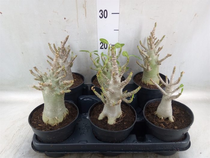 <h4>Adenium NB 'Ansu Baobab'</h4>