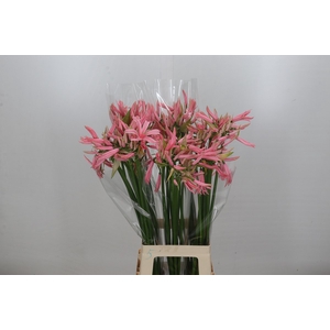 Nerine Casandra