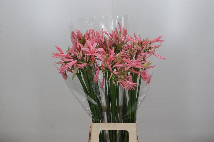 Nerine Casandra