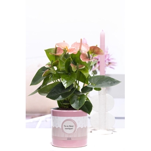 Anthurium pink in P&P cadeau concept: TU ES FLEURTASTIQUE!