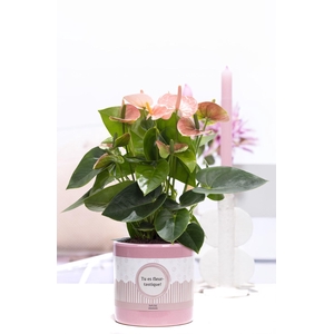 Anthurium pink in P&P cadeau concept: TU ES FLEURTASTIQUE!