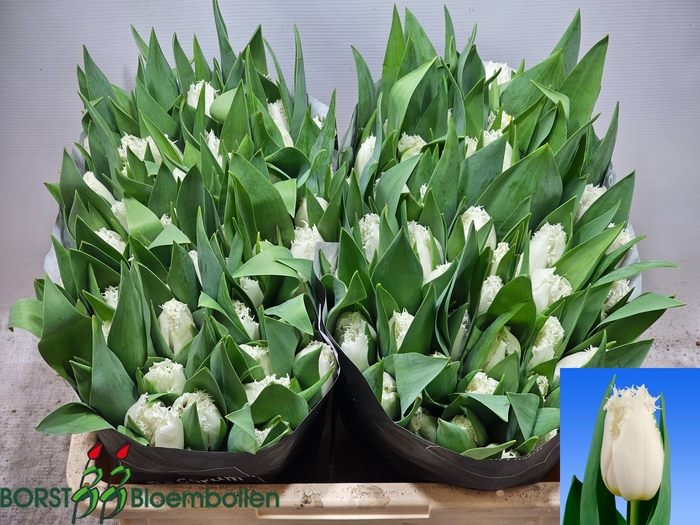 <h4>TU FR NORTH POLE</h4>