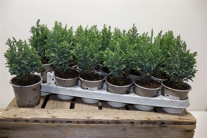 <h4>Cham L Ellwoodii</h4>