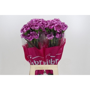 Dianthus St Royal Damascus