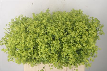 <h4>Alchemilla M Robustica</h4>