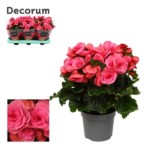 Begonia ''berseba'' paars 13cm Decorum