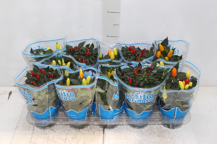 <h4>PIMENTA P11</h4>