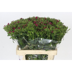 Dianthus Br Amazon Neon Cherry