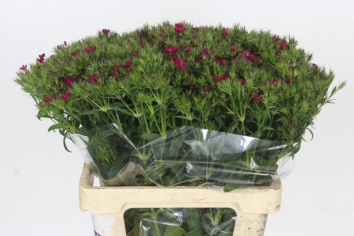 <h4>Dianthus Br Amazon Neon Cherry</h4>