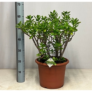 CRASS OVATA