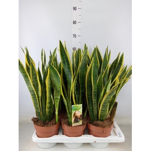 Sansevieria trifa. 'Laurentii'
