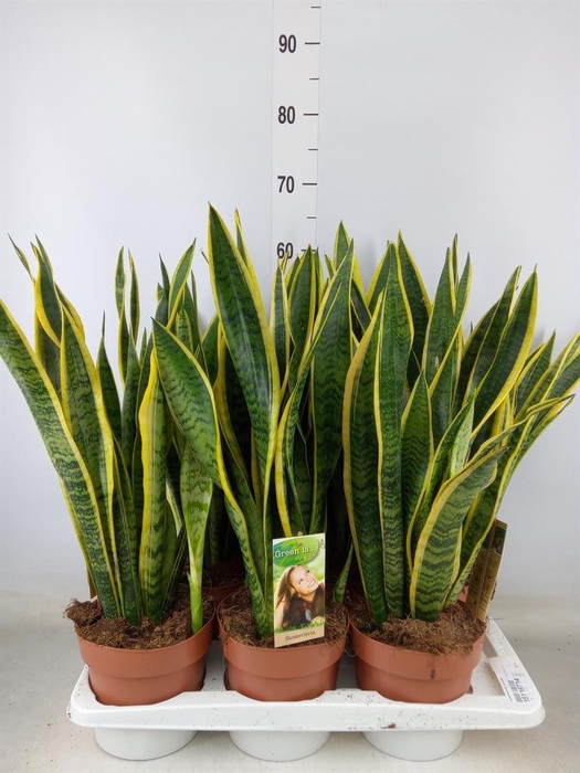 <h4>Sansevieria trifa. 'Laurentii'</h4>