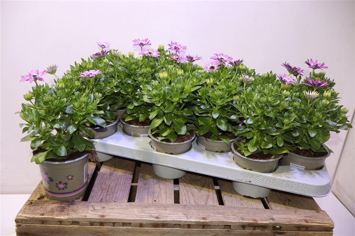 <h4>arr8 Osteo Fp Light Pink</h4>