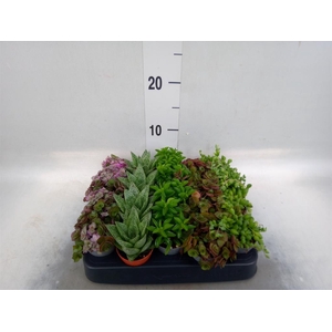 Planten  ..mix
