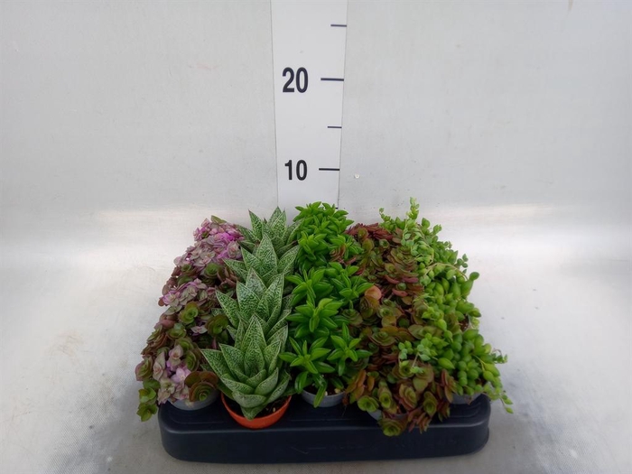 <h4>Planten  ..mix</h4>
