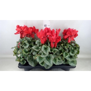 Cyclamen GR 'Mammoth'