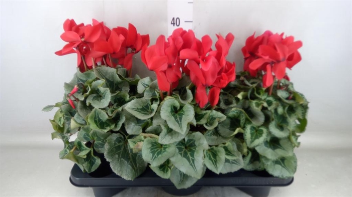 <h4>Cyclamen GR 'Mammoth'</h4>
