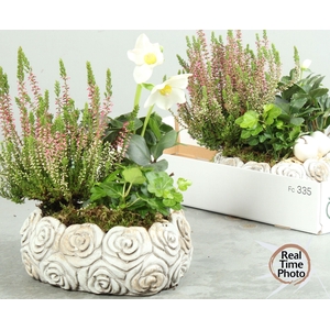 ARR TUINPLANTEN H%