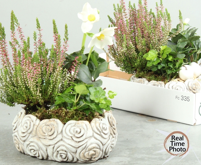 <h4>ARR TUINPLANTEN H%</h4>