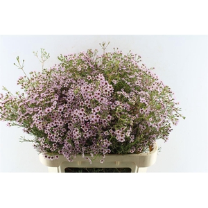 Chamelaucium Jupiter Sol