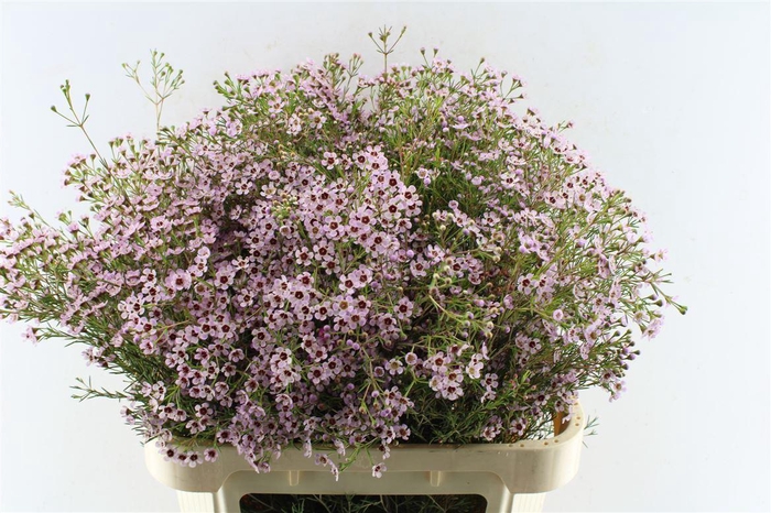 <h4>Chamelaucium Jupiter Sol</h4>