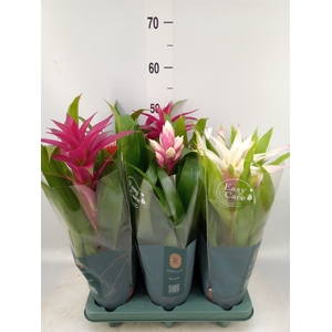 Bromelia   ...mix
