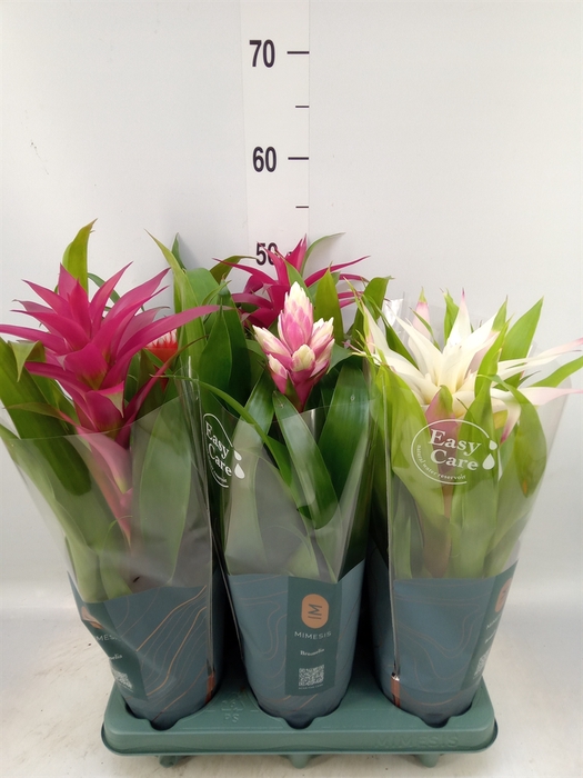 <h4>Bromelia   ...mix</h4>