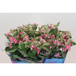 Oxypetalum Bridal Diana