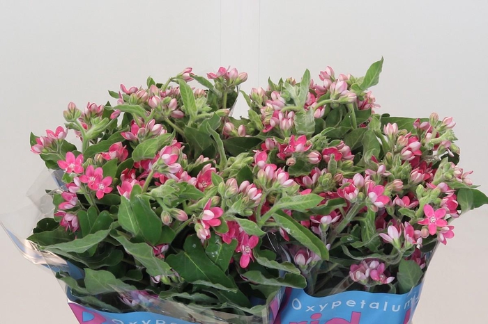 Oxypetalum Bridal Diana