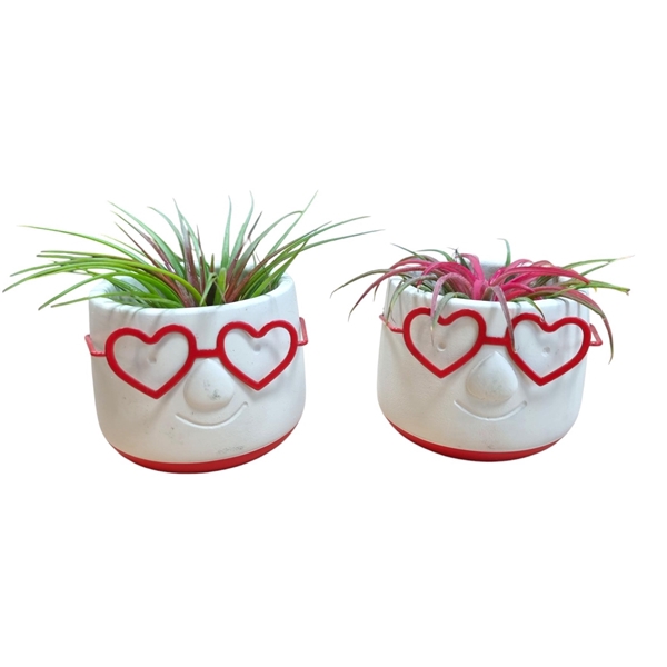 <h4>Tillandsia Love Dude</h4>