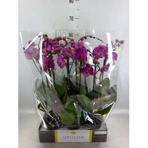 Phalaenopsis   ...lilac