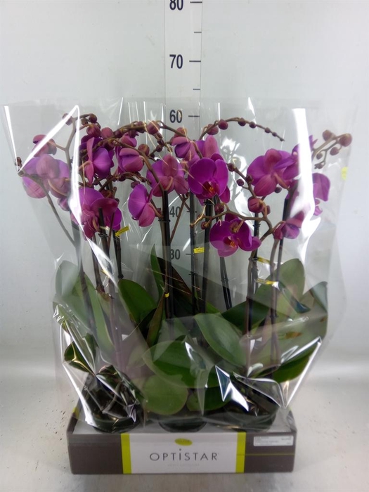 <h4>Phalaenopsis   ...lilac</h4>