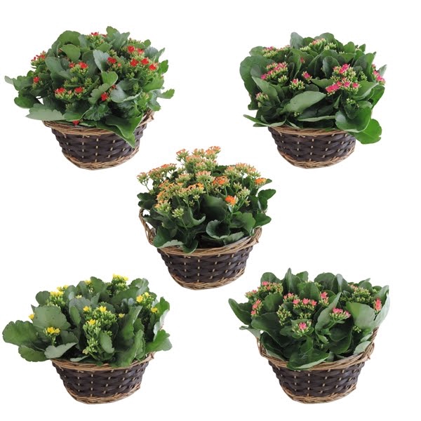 <h4>Collectie Hanoi Kalanchoë Single Mix in Mand 25 cm</h4>