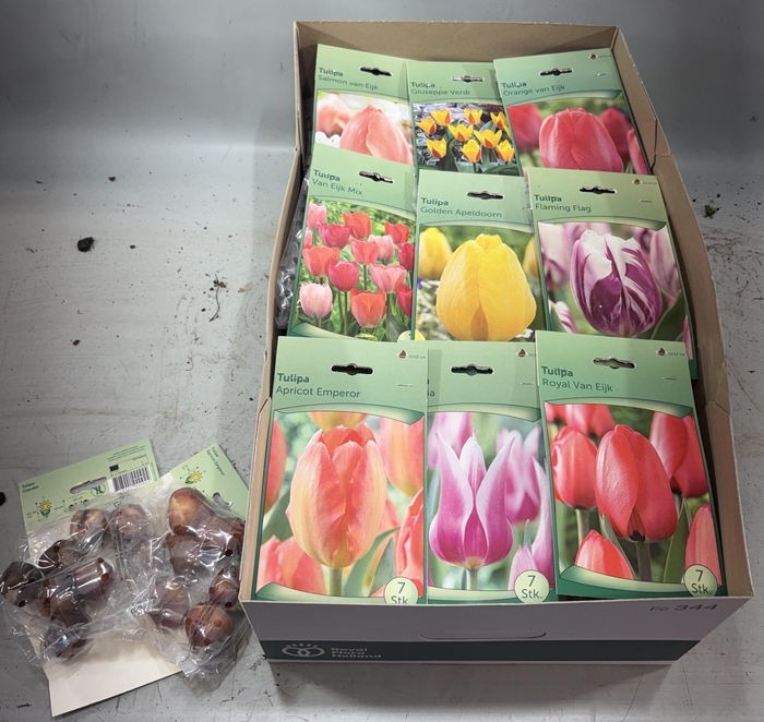 <h4>BLOEMBOL TULIPA</h4>