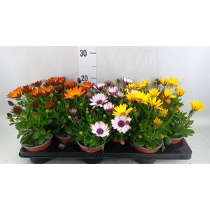 Osteospermum   ...mix