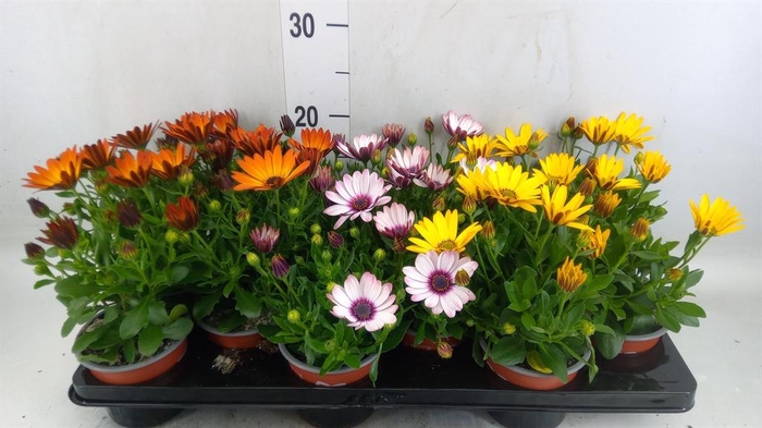 <h4>Osteospermum   ...mix</h4>