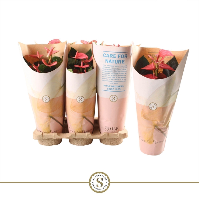 <h4>Anthurium Pink Champion 12cm in papieren hoes</h4>