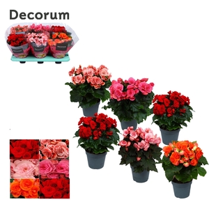 Begonia 14cm mix KARPRIJS /VOLLE CC Decorum