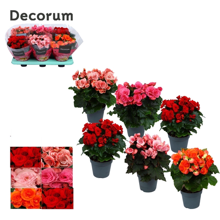 <h4>Begonia 14cm mix KARPRIJS /VOLLE CC Decorum</h4>
