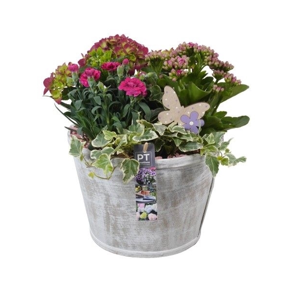 <h4>PTPP2586 Arrangement Patio Plants in houten pot</h4>