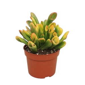 Crassula Horn Tree