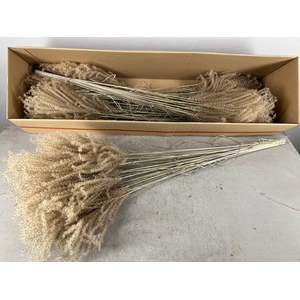 Df Miscanthus Dry Feather