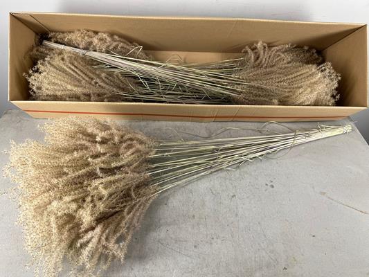 <h4>Df Miscanthus Dry Feather</h4>