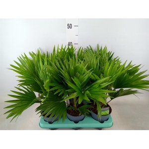 Livistona rotundifolia