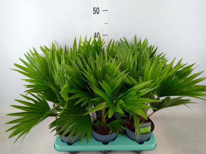 <h4>Livistona rotundifolia</h4>