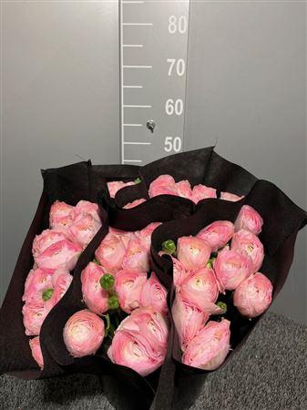 <h4>Ran Suc Lady Sup</h4>