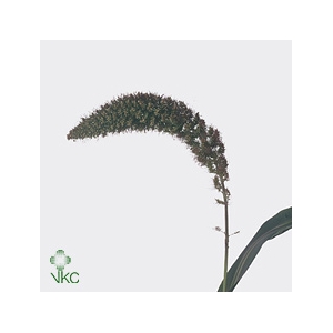 Setaria Italica Red Jewel