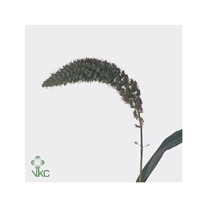 Setaria Italica Red Jewel